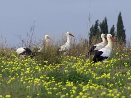 Wolffjes_05 01 08_0375